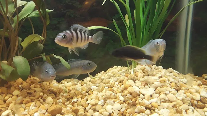Pet Supermarket Picture 4