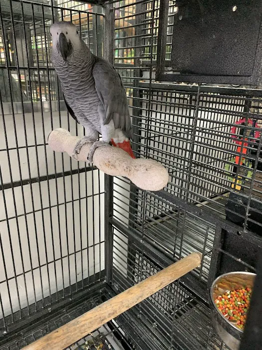 Palomero Chang Pet Shop Picture 4