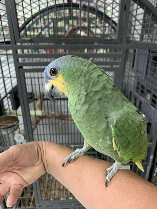 Palomero Chang Pet Shop Picture 3