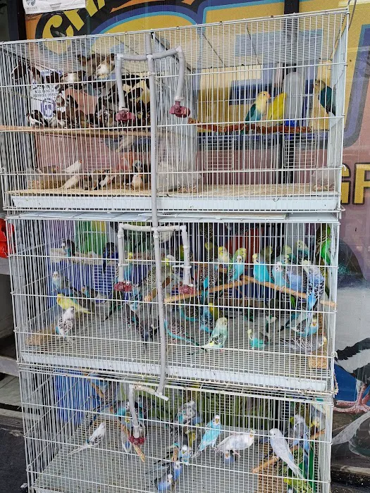 Palomero Chang Pet Shop Picture 8