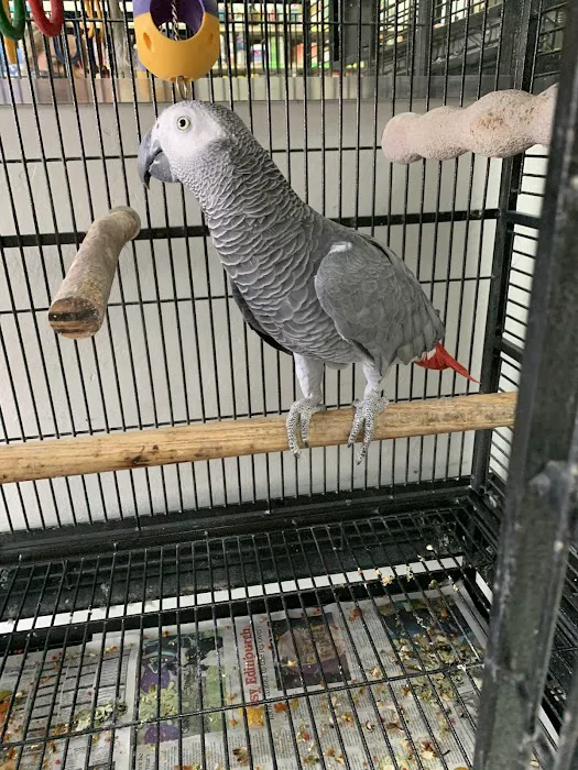 Palomero Chang Pet Shop Picture 6