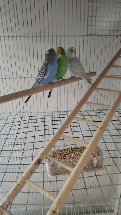 Palomero Chang Pet Shop Picture 9