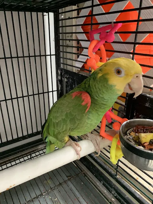 Palomero Chang Pet Shop Picture 5