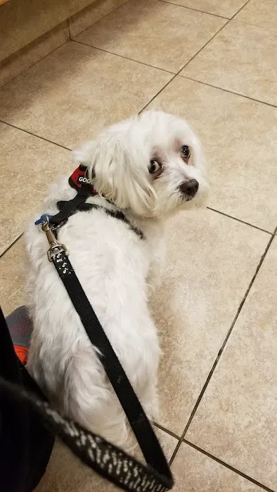 VCA Rutherford Animal Hospital Picture 1