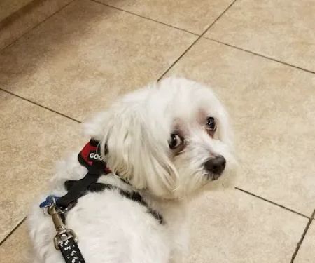 VCA Rutherford Animal Hospital