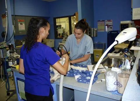 VCA Rutherford Animal Hospital Picture 10