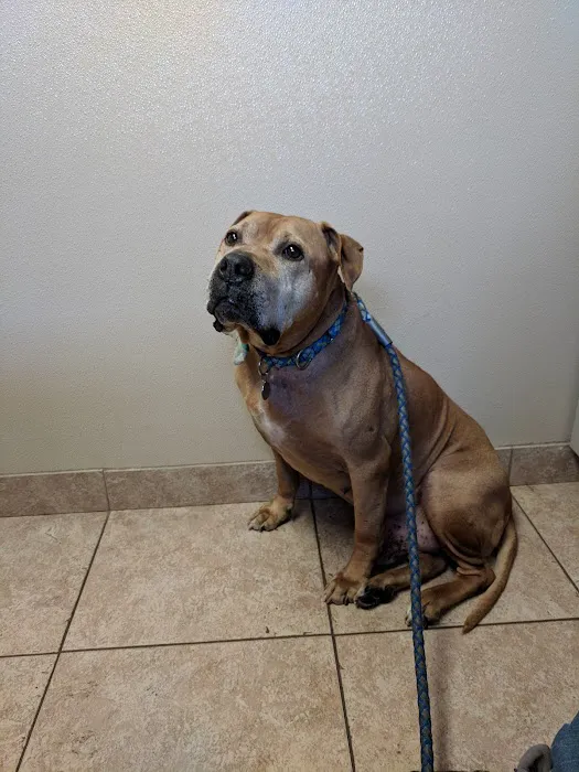 VCA Rutherford Animal Hospital Picture 9