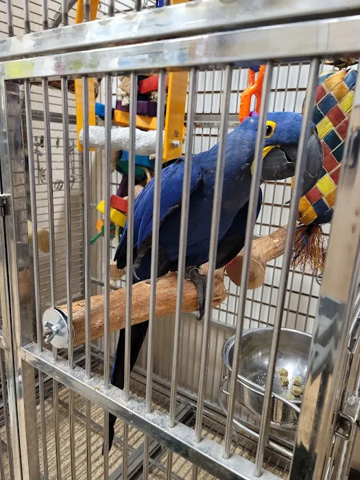The Aviary Bird Shop Picture 2