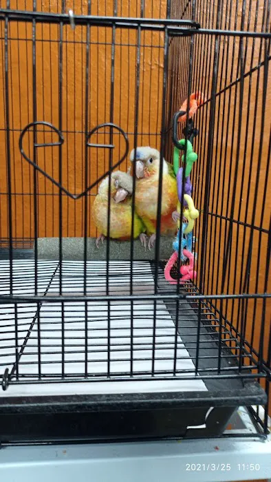 The Aviary Bird Shop Picture 7