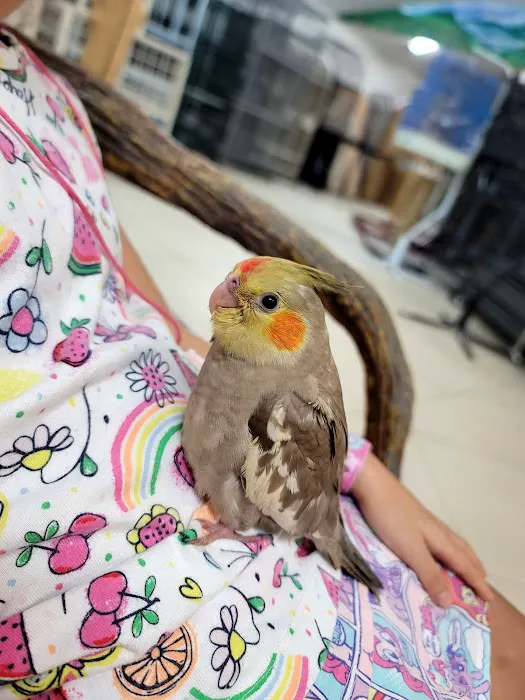The Aviary Bird Shop Picture 5