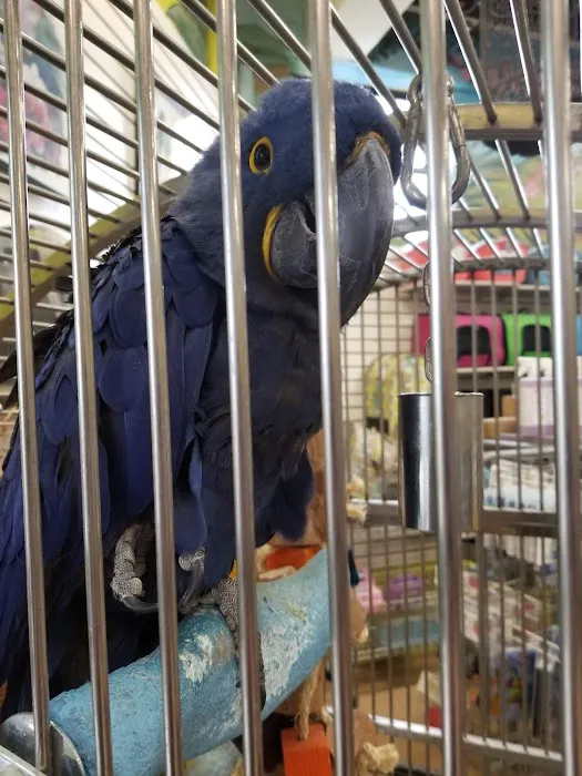 The Aviary Bird Shop Picture 8