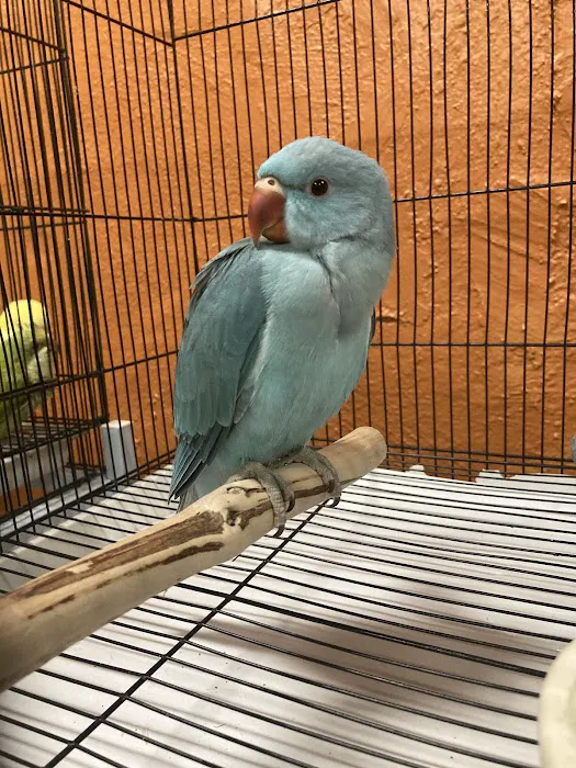 The Aviary Bird Shop Picture 10