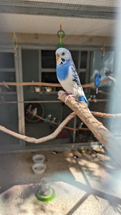 The Aviary Bird Shop Picture 3