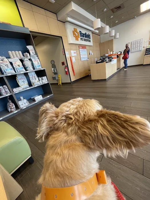 Banfield Pet Hospital Picture 2