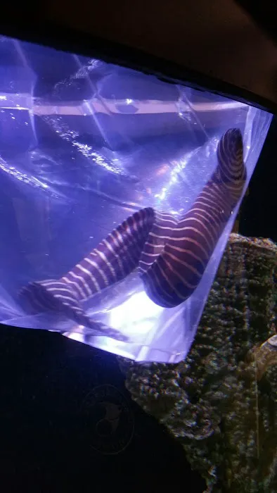 Aquarium Solutions - Maintenance & Services Picture 1