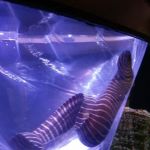 Aquarium Solutions - Maintenance & Services