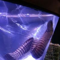 Aquarium Solutions - Maintenance & Services ico
