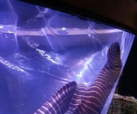 Aquarium Solutions - Maintenance & Services