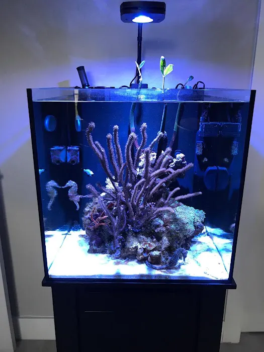 Aquarium Solutions - Maintenance & Services Picture 2