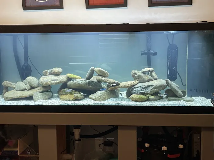 Aquarium Solutions - Maintenance & Services Picture 5
