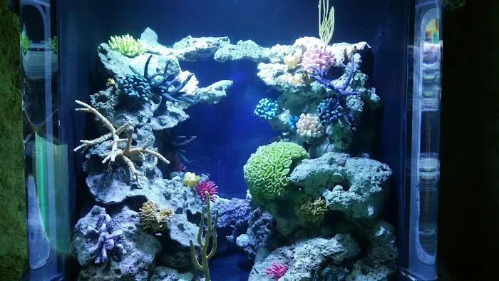 Aquarium Solutions - Maintenance & Services Picture 6