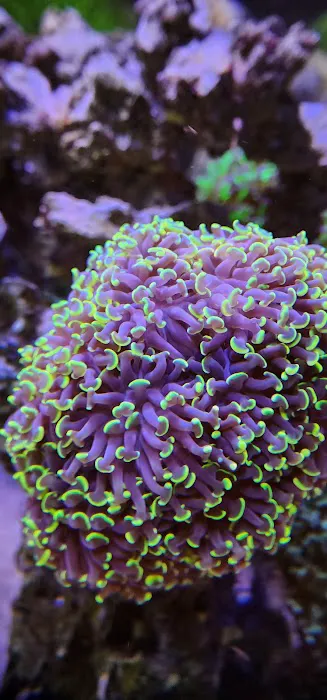 Tank Life Inc. Picture 1