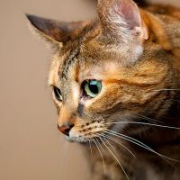 Absecon Veterinary Hospital ico