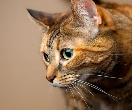 Absecon Veterinary Hospital