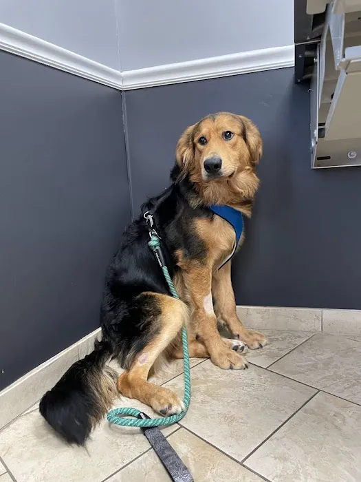 Absecon Veterinary Hospital Picture 4
