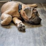 Cologne Animal Hospital
