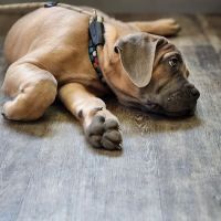Cologne Animal Hospital ico