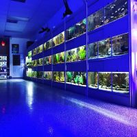 Aquarium Show ico