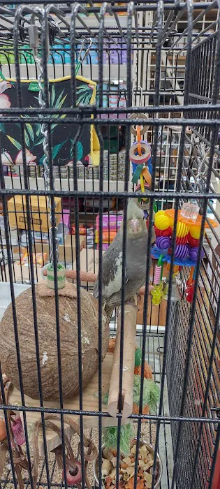 Pet Supermarket Picture 4