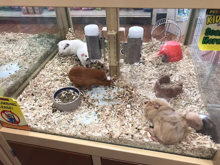 Pet Supermarket Picture 9
