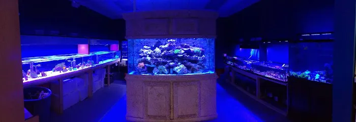 Blue Seas Aquariums Picture 2