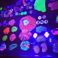 Blue Seas Aquariums ico