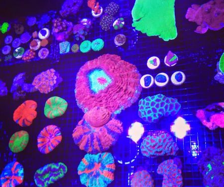 Blue Seas Aquariums