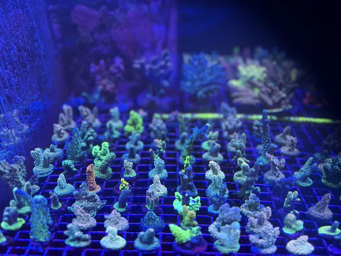 Blue Seas Aquariums Picture 6