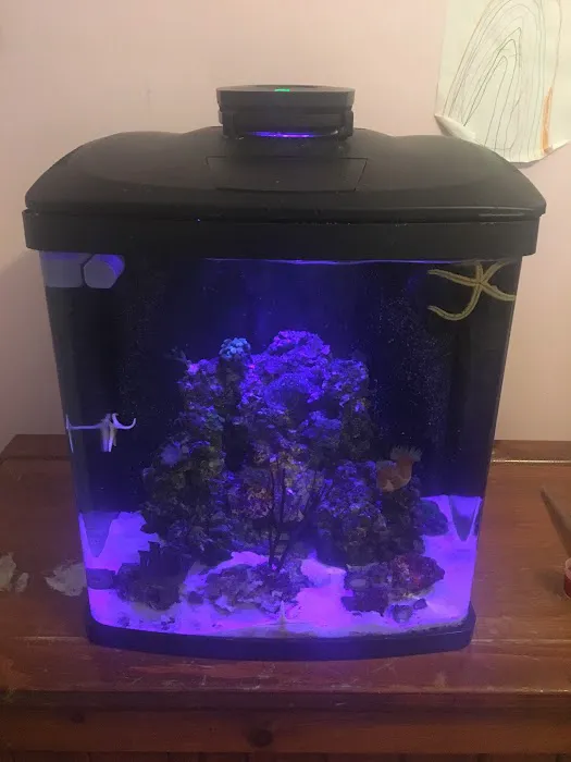 Blue Seas Aquariums Picture 8
