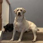 Newkirk Family Veterinarians