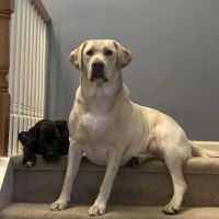 Newkirk Family Veterinarians ico