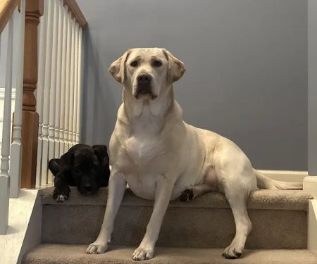 Newkirk Family Veterinarians