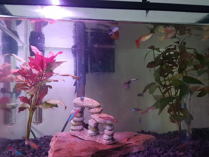 Aquarium Creations Picture 2