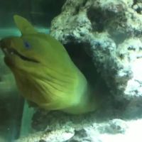 Aquarium Creations ico