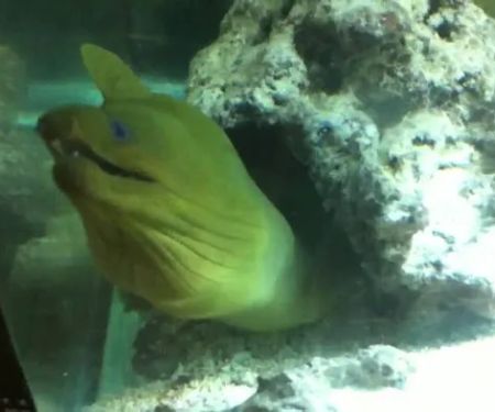 Aquarium Creations