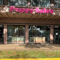 Forever Love Puppies Ft. Lauderdale ico