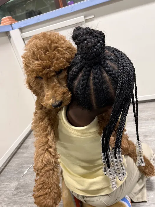 Forever Love Puppies Ft. Lauderdale Picture 5