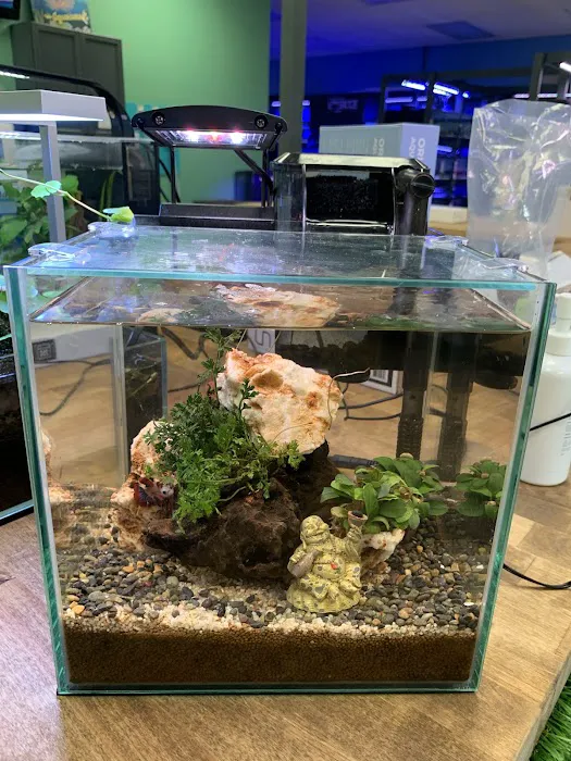 Nature Aquariums Picture 10