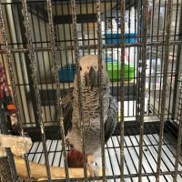 For the Birds ico