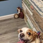 Mays Landing Veterinary Hospital, LLC